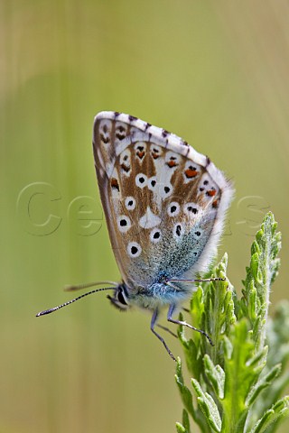Chalkhill Blue butterfly Denbies Hillside Ranmore Common Dorking Surrey England
