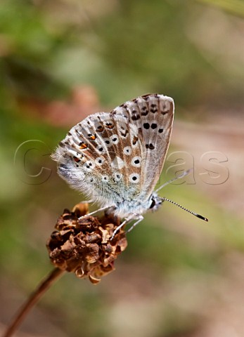Chalkhill Blue butterfly female Denbies Hillside Ranmore Common Dorking Surrey England