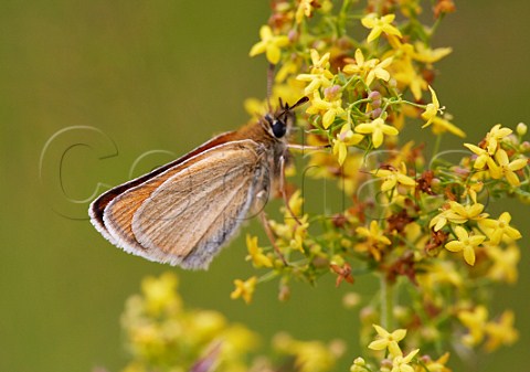Small Skipper butterfly on Ladys Bedstraw Hurst Meadows West Molesey Surrey England