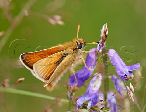 Small Skipper butterfly on Tufted Vetch Hurst Meadows West Molesey Surrey England