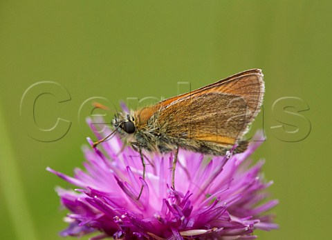 Small Skipper butterfly on Knapweed Hurst Meadows West Molesey Surrey England