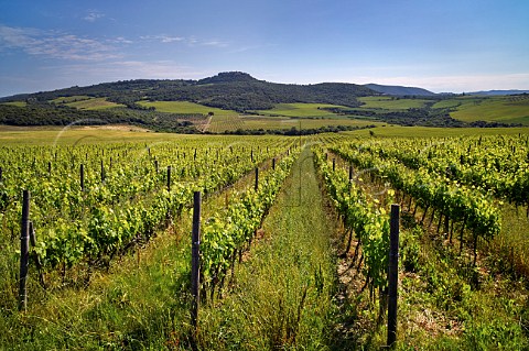 Vigna Pascena of Col dOrcia Sant Angelo in Colle Tuscany Italy Brunello di Montalcino