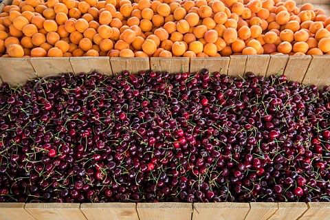 Apricots and Cherries on sale at Cherry Creek Farmers Market Denver Colorado USA