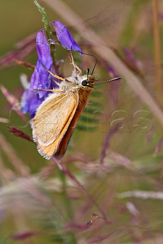 Small Skipper butterfly feeding on Tufted Vetch Molesey Heath Nature Reserve West Molesey Surrey UK