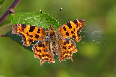 Comma butterfly on blackthorn Hurst Meadows West Molesey Surrey England
