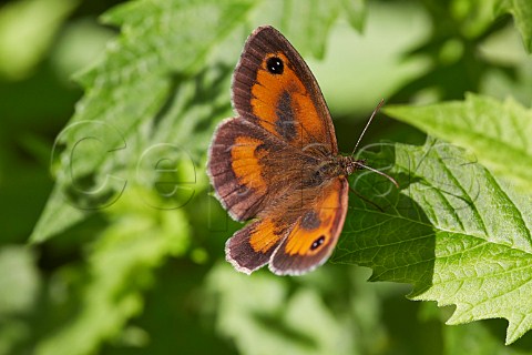 Gatekeeper butterfly Bookham Common Surrey England