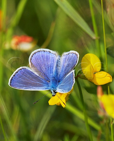 Common Blue butterfly on Birds Foot Trefoil Hurst Meadows West Molesey Surrey England