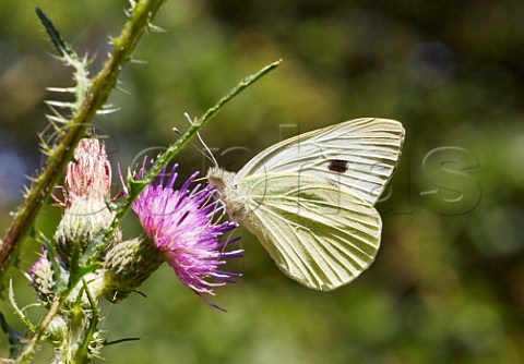 Large White butterfly female feeding on thistle flower Bookham Common Surrey England