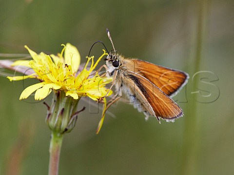 Small Skipper butterfly Chobham Common Surrey England