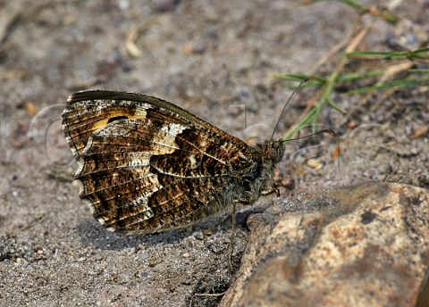 Grayling butterfly at rest on the ground Chobham Common Surrey England