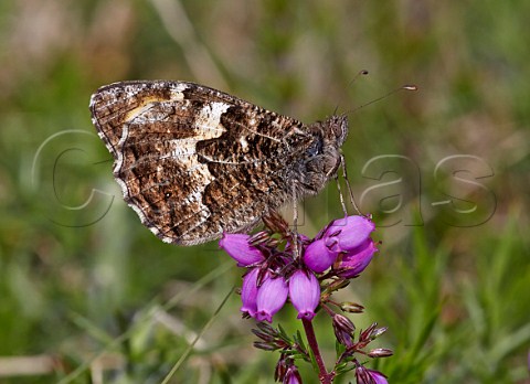 Grayling butterfly on heather Chobham Common Surrey England