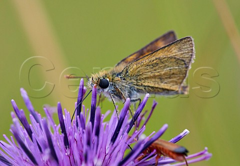 Lulworth Skipper butterfly feeding on Knapweed Bindon Hill Lulworth Cove Dorset England