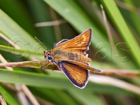Lulworth Skipper butterfly at rest on grass Bindon Hill Lulworth Cove Dorset England