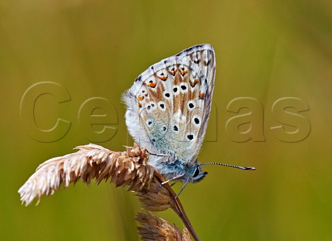 Chalkhill Blue butterfly at rest on grass Bindon Hill Lulworth Cove Dorset England