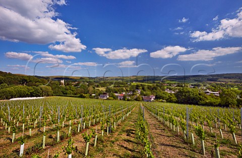 Young Chardonnay vines of Bride Valley Vineyard above the village of Litton Cheney Dorset England