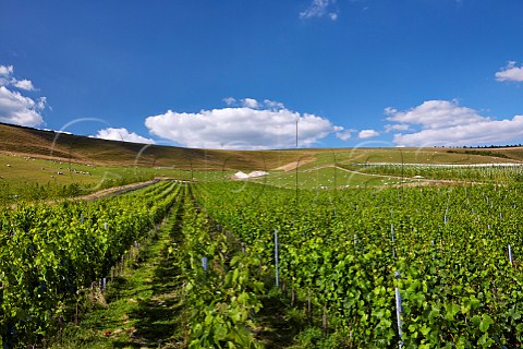 Bride Valley Vineyard Litton Cheney Dorset England