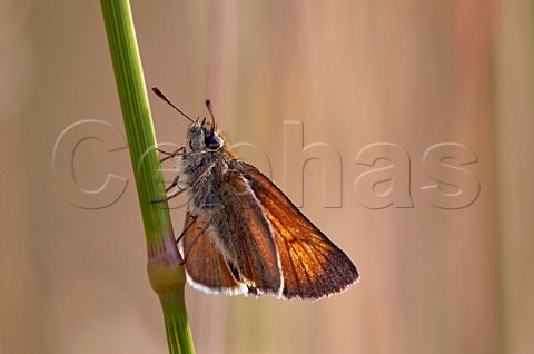 Small Skipper butterfly at rest on grass Charmouth Dorset England
