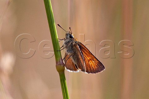 Small Skipper butterfly at rest on grass Charmouth Dorset England