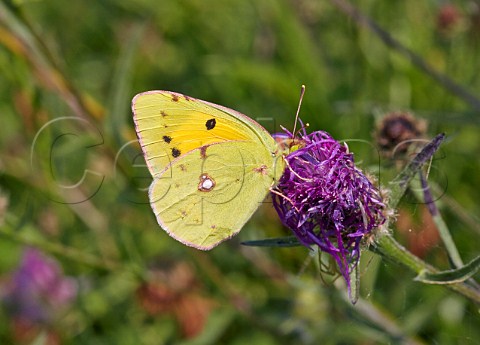 Clouded Yellow butterfly feeding on Knapweed Collard Hill Street Somerset England