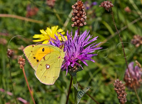 Clouded Yellow butterfly feeding on Knapweed Collard Hill Street Somerset England