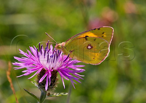 Clouded Yellow butterfly feeding on Knapweed Collard Hill Street Somerset England