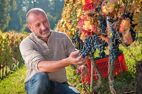 Claudio Fenocchio with Barbera grapes in the Vigna Saudri vineyard of Giacomo Fenocchio  Monforte dAlba Piemonte Italy