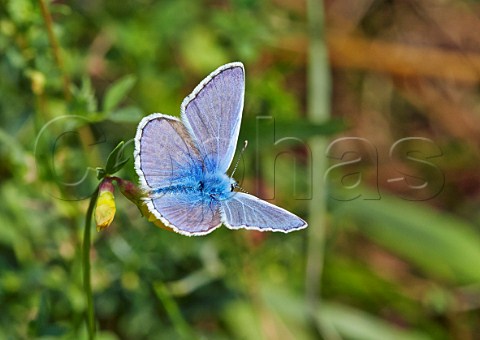 Common Blue butterfly on BirdsFoot Trefoil Hurst Meadows West Molesey Surrey England