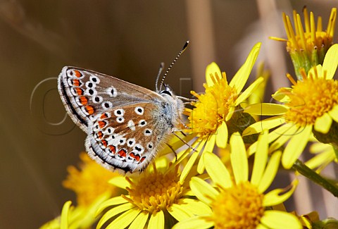 Brown Argus butterfly on ragwort flower Hurst Meadows West Molesey Surrey England