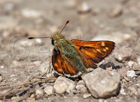 Silverspotted Skipper warming itself on the ground Denbies Hillside Ranmore Common Surrey England