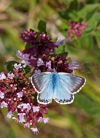 Chalkhill Blue butterfly feeding on Wild Marjoram Denbies Hillside Ranmore Common Surrey England