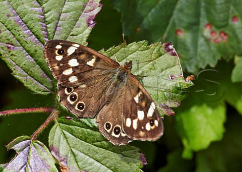 Speckled Wood butterfly Denbies Hillside Ranmore Common Surrey England