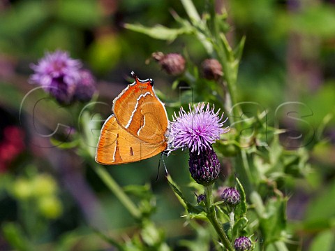 Brown Hairstreak butterfly female feeding on thistle Bookham Common Surrey England