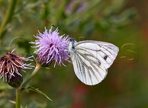 GreenVeined White butterfly on thistle flower Bookham Common Surrey England