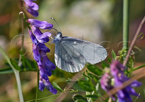 Wood White butterfly feeding on tufted vetch flower Oaken Wood Chiddingfold Surrey England
