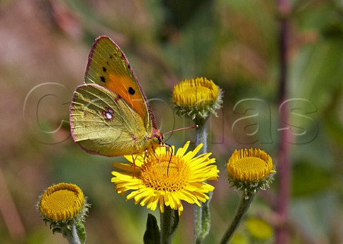 Clouded Yellow butterfly feeding on common fleabane  Oaken Wood Chiddingfold Surrey England