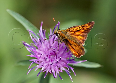 Large Skipper butterfly feeding on knapweed  Oaken Wood Chiddingfold Surrey England
