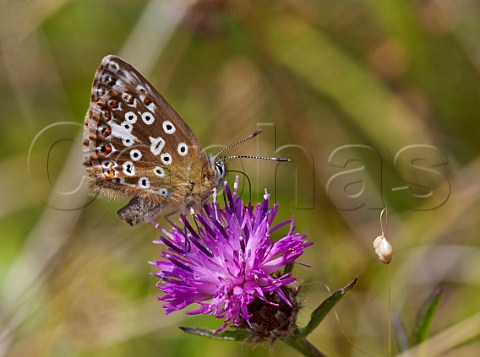 Chalkhill Blue butterfly female feeding on knapweed flower Denbies Hillside Ranmore Common Surrey England