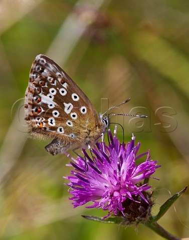Chalkhill Blue butterfly female feeding on knapweed flower Denbies Hillside Ranmore Common Surrey England