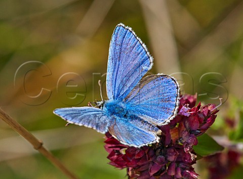 Adonis Blue on wild marjoram flower Denbies Hillside Ranmore Common Surrey England