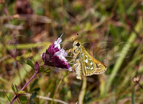 Silverspotted Skipper on wild marjoram flower Denbies Hillside Ranmore Common Surrey England