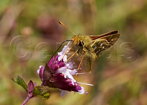 Silverspotted Skipper feeding on wild marjoram flower Denbies Hillside Ranmore Common Surrey England