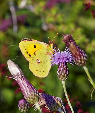 Clouded Yellow butterfly feeding on thistle Bookham Common Surrey England