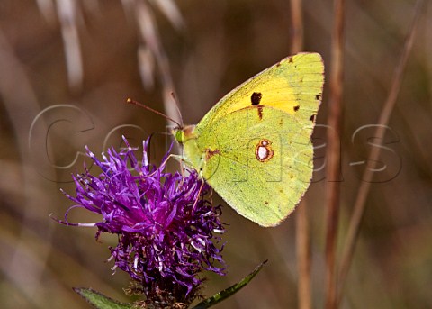 Clouded Yellow butterfly feeding on knapweed Denbies Hillside Ranmore Common Surrey England