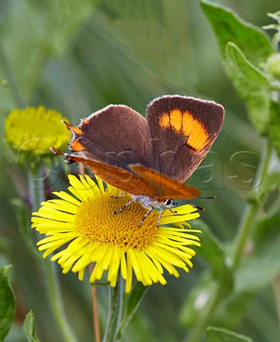 Brown Hairstreak butterfly on Common Fleabane flower Bookham Common Surrey England
