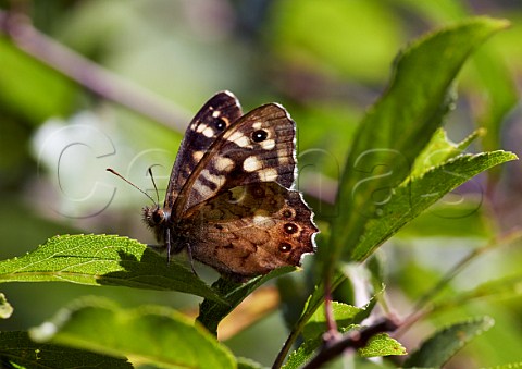 Speckled Wood butterfly Bookham Common Surrey England