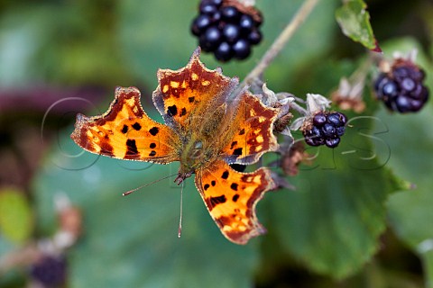 Comma butterfly on bramble Bookham Common Surrey England