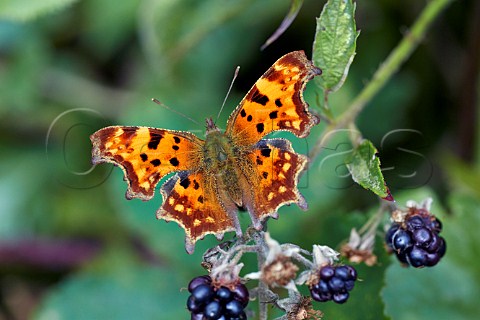 Comma butterfly on bramble Bookham Common Surrey England