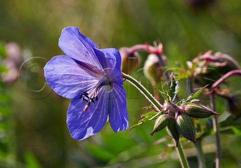 Meadow Cranesbill flower Hurst Meadows West Molesey Surrey England