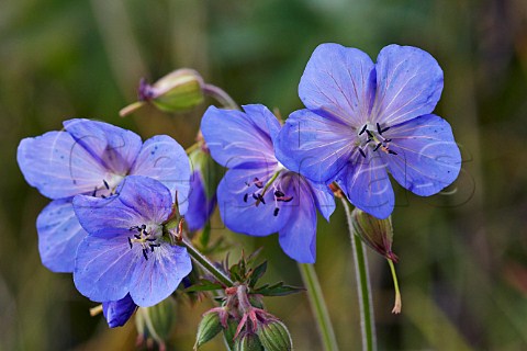 Meadow Cranesbill flowers Hurst Meadows West Molesey Surrey England