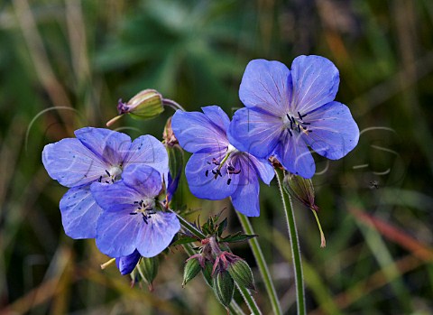 Meadow Cranesbill flowers and fly Hurst Meadows West Molesey Surrey England